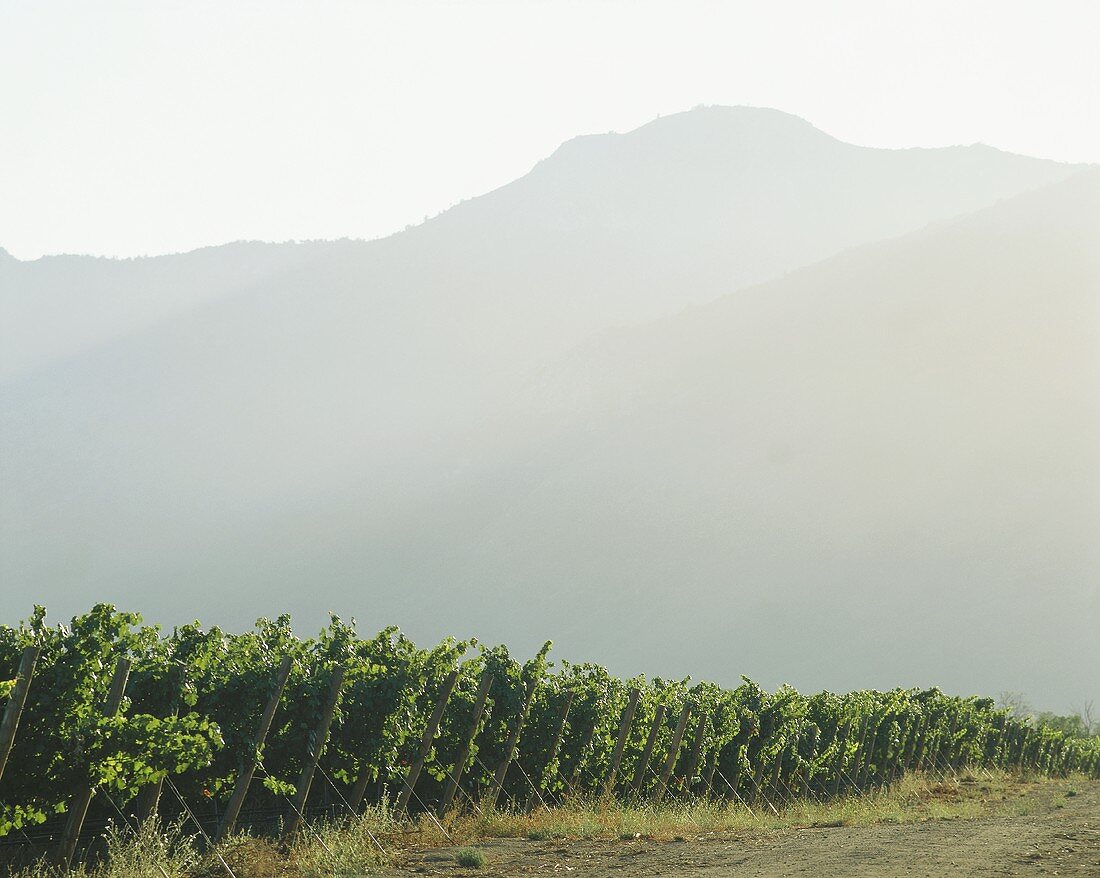 Vineyards in Valle de Casablanca, Chile