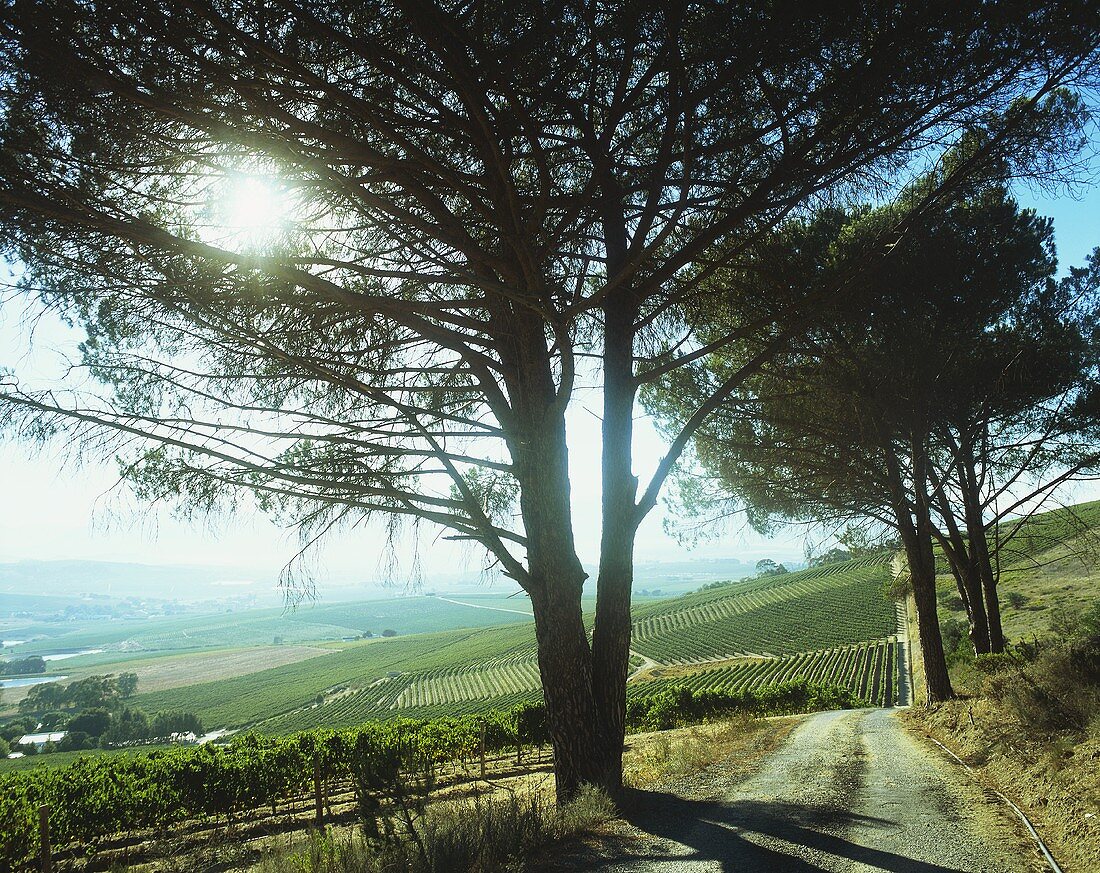 Blick über Weinberge, Weingut Jordan, Stellenbosch, Südafrika