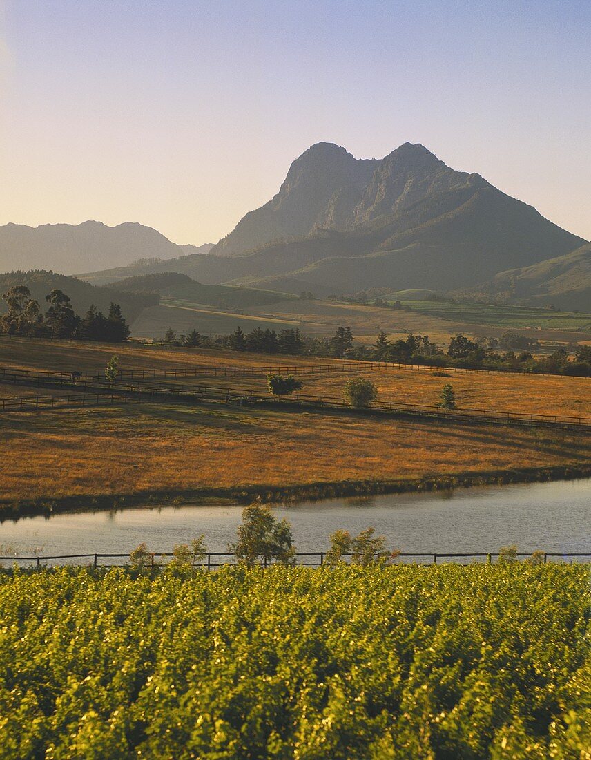 Vineyards in Paarl with view of Simonsberg, S. Africa