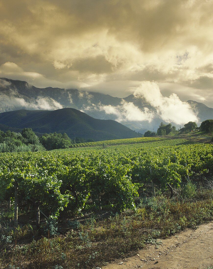 Vineyards under stormy sky, Robertson Valley, S. Africa