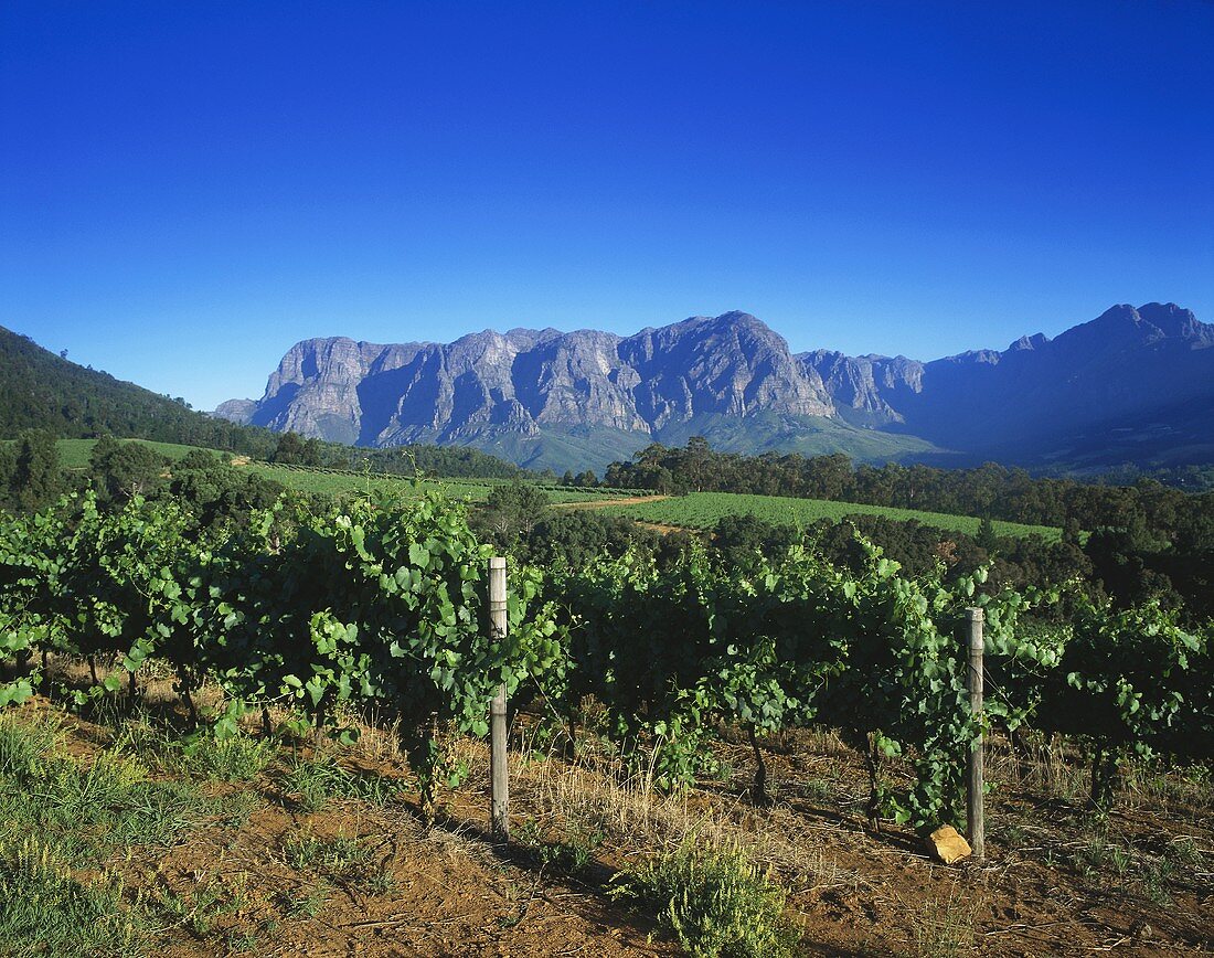 Thelema Mountain Vineyards Winery, Stellenbosch, S. Africa
