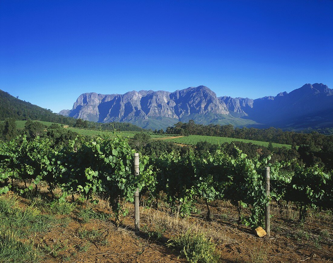 Weingut Thelema Mountain Vineyards, Stellenbosch, Südafrika