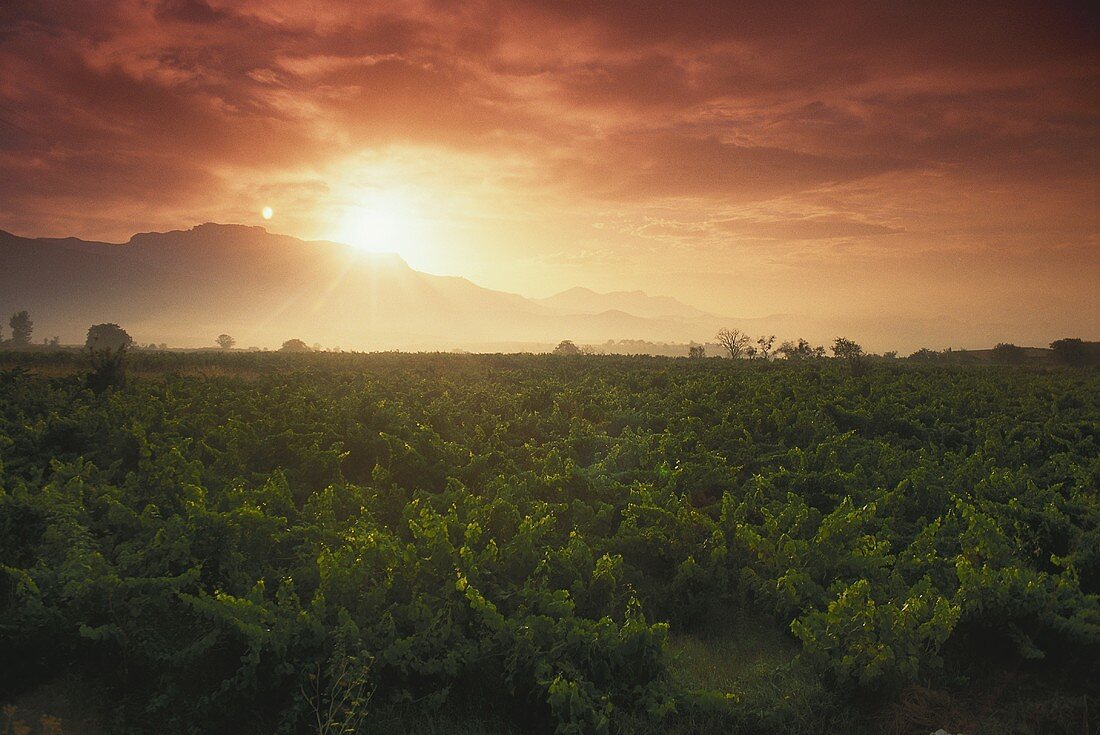 Vineyards at sunrise at Haro, Rioja Alta, Spain