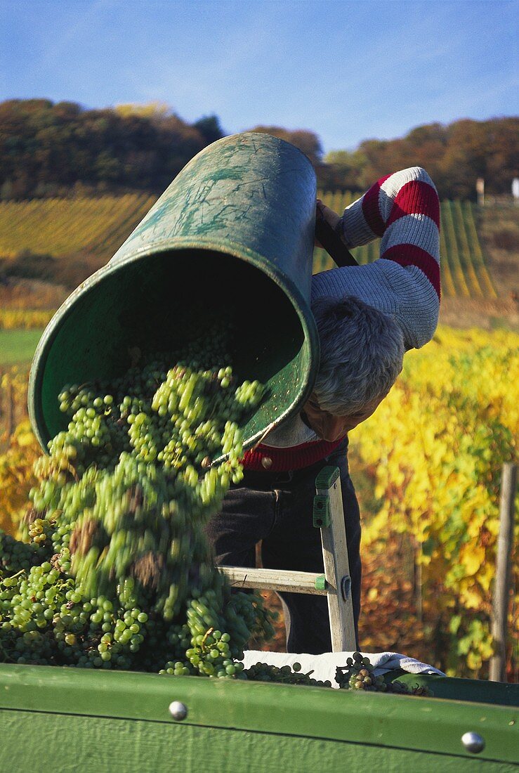 Weinlese in Roßwag, Württemberg, Deutschland