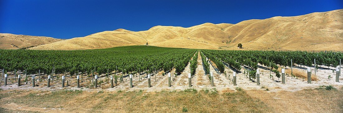 Vineyards in barren landscape, Clayvlin