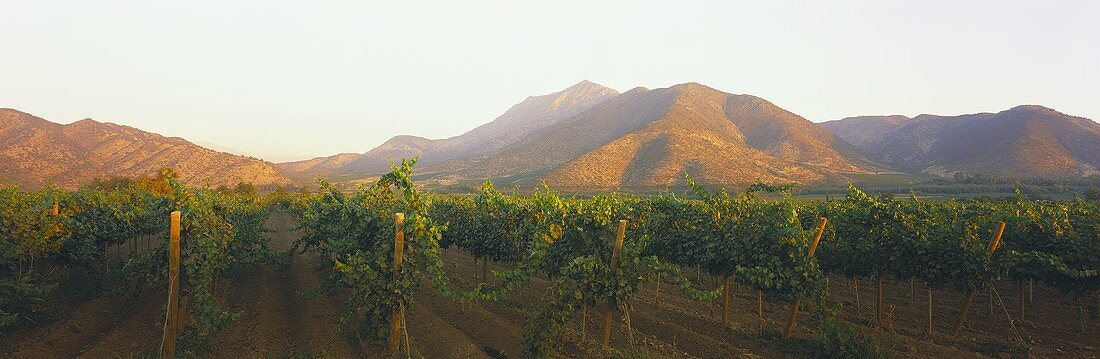 Weinberge des Gutes Santa Rita, Valle del Maipo, Chile
