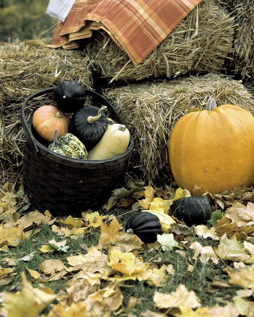 Still Life of Pumpkins and Squash with Hay; Leaves