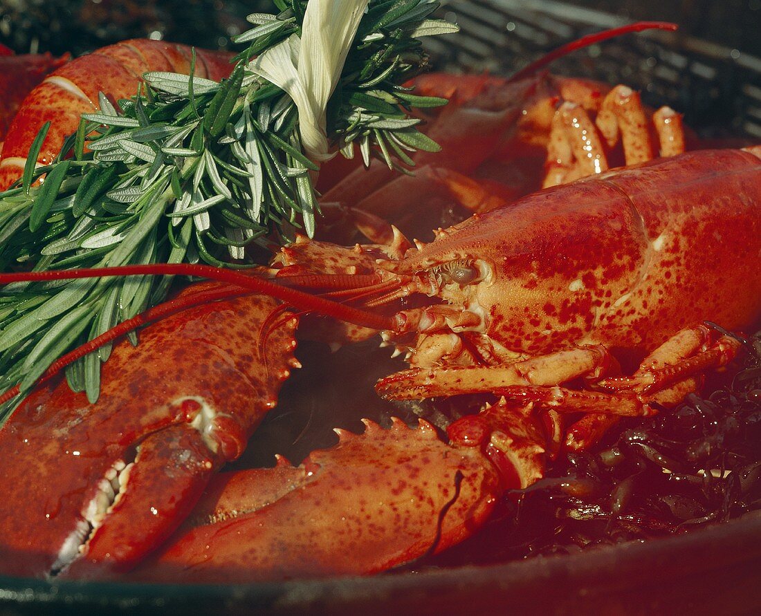 Barbecued lobster with sprig of rosemary