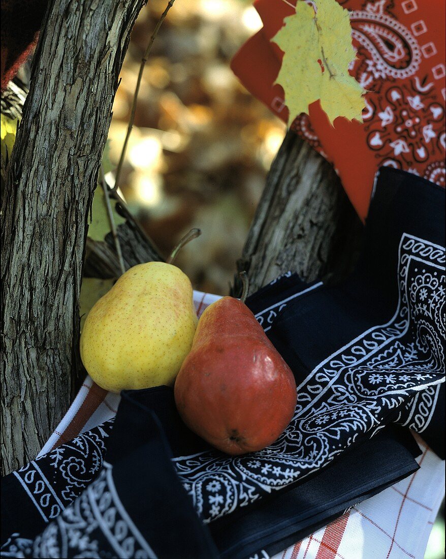 A Red and a Yellow Pear on a Bandana in the Woods