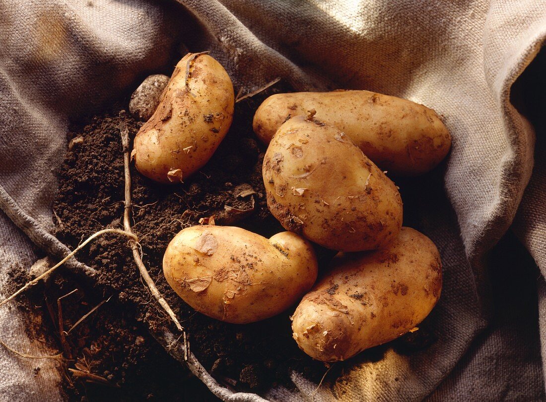 Kartoffeln (Sieglinde) mit Erde & Wurzeln auf Kartoffelsack