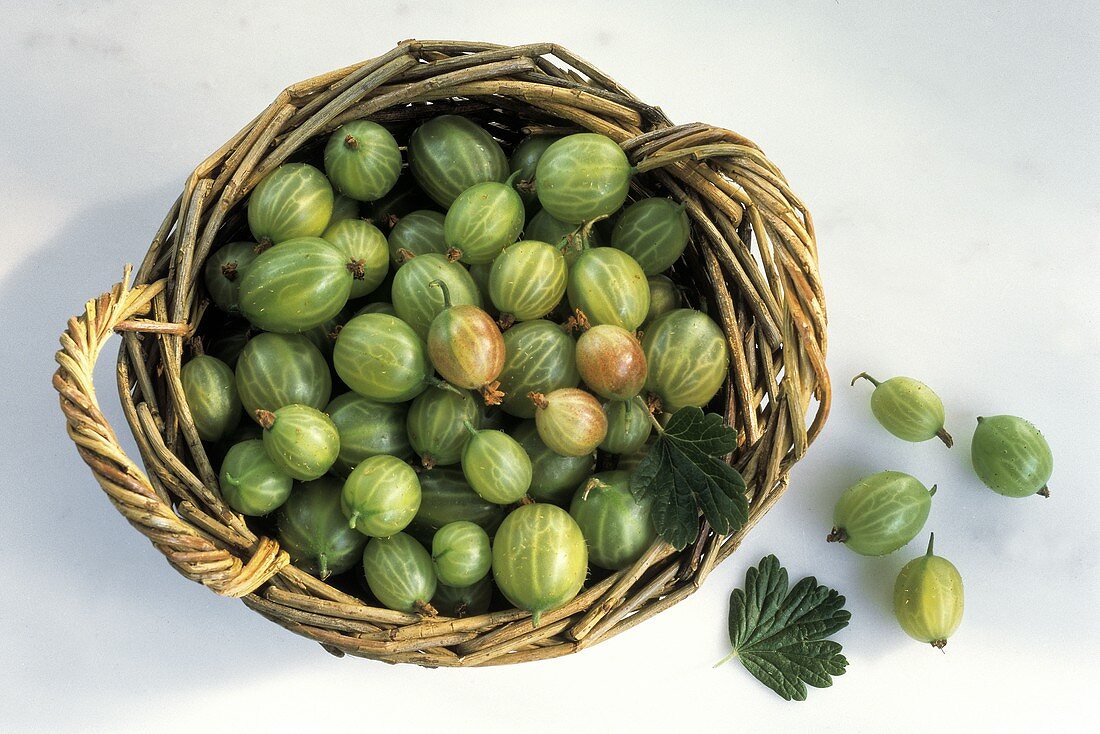 Viele grüne Stachelbeeren im Korb