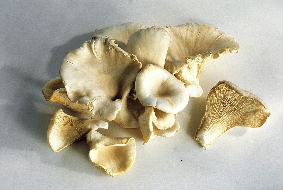 Several Oyster Mushrooms