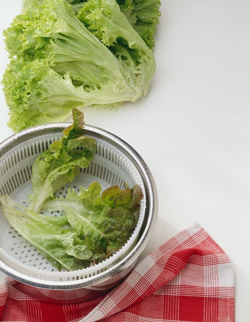 Lollo Rosso Lettuce in a Salad Spinner