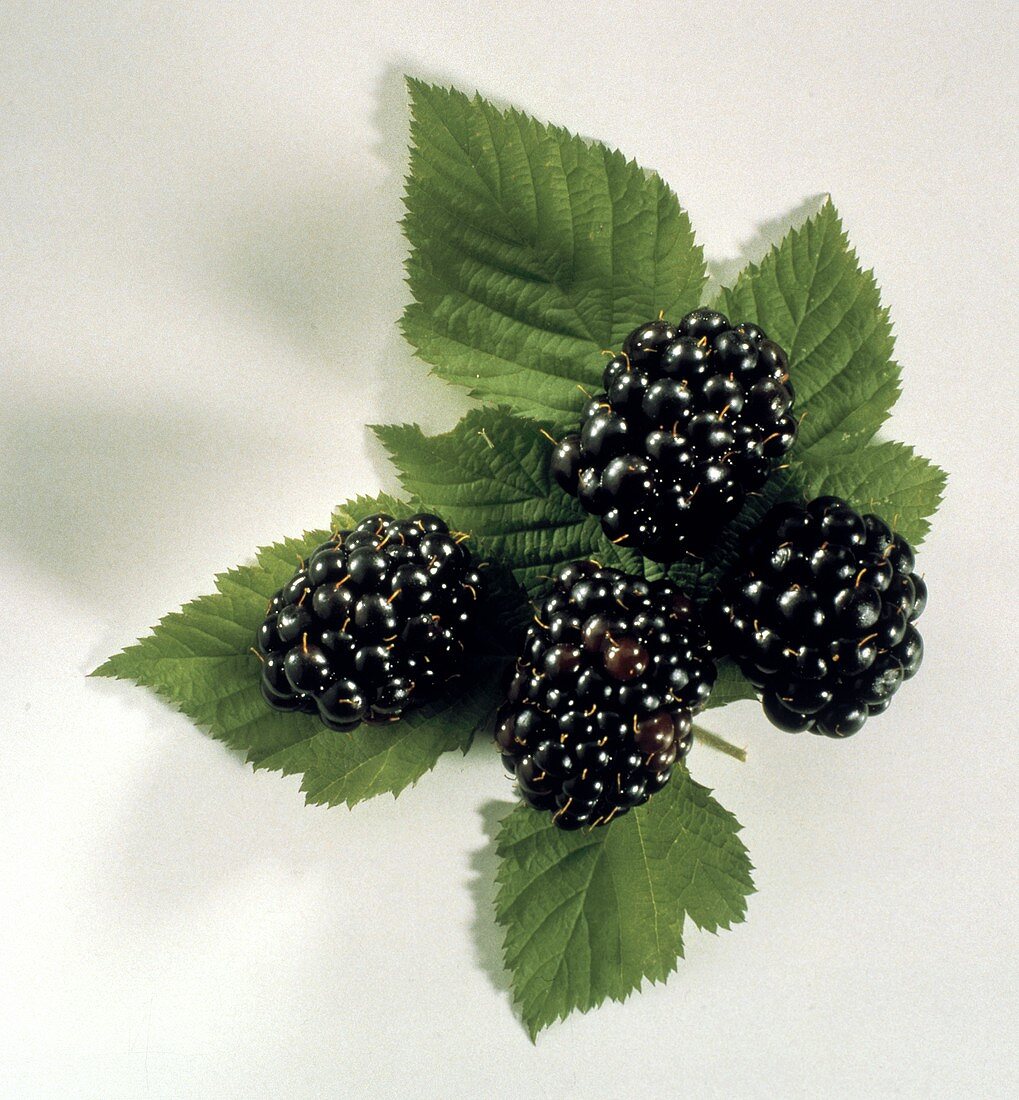 Blackberries on a Blackberry Leaf