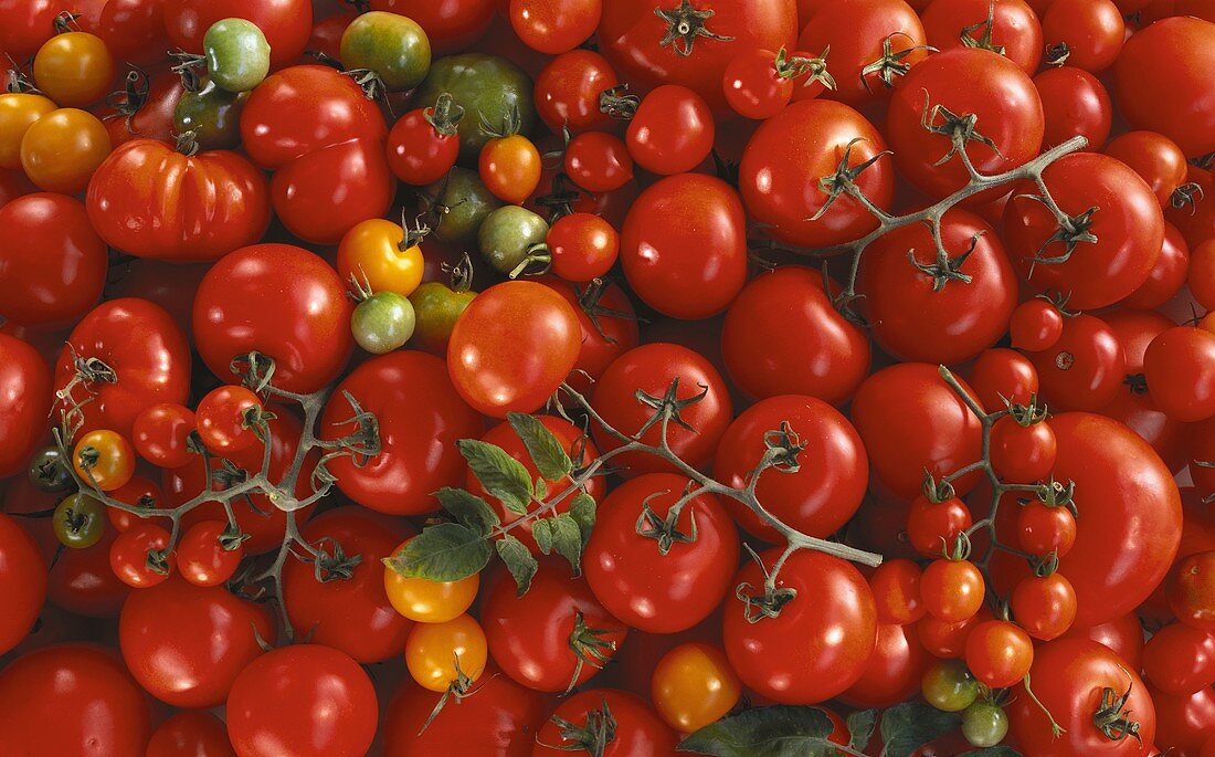 Several Types of Tomatoes from Overhead