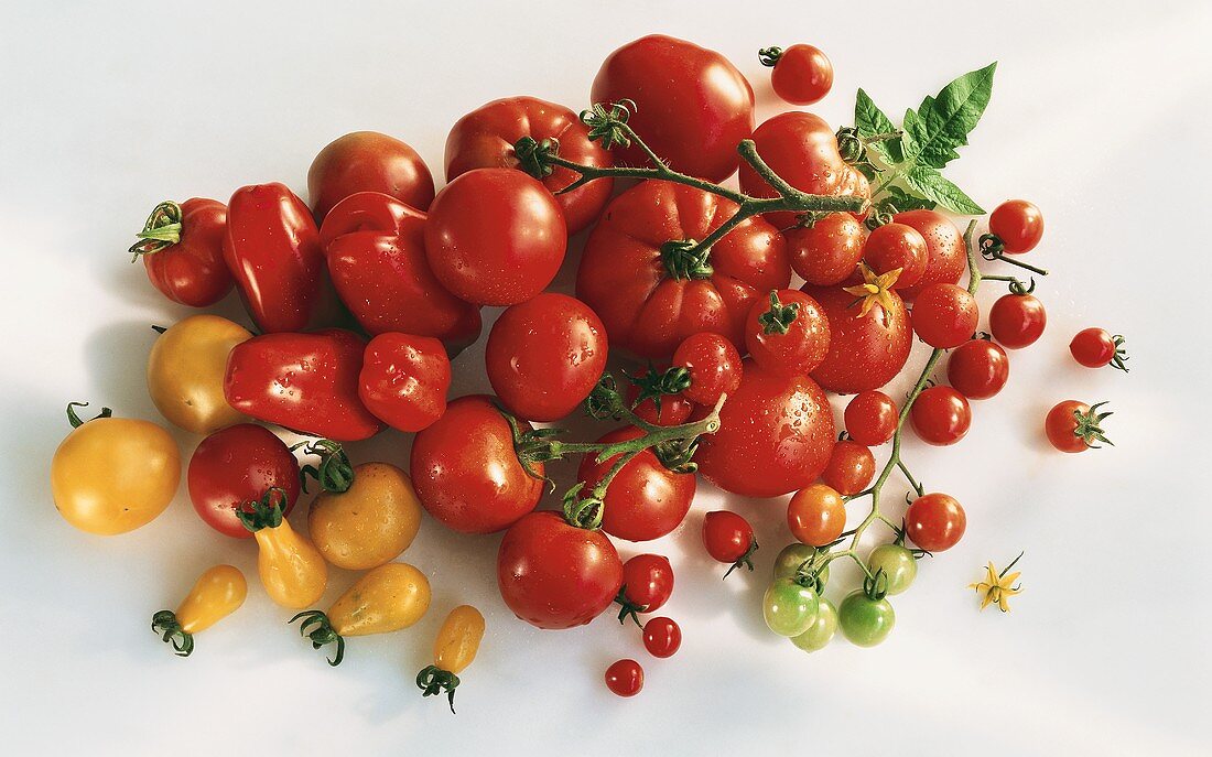 Verschiedene gelbe & rote Tomatensorten
