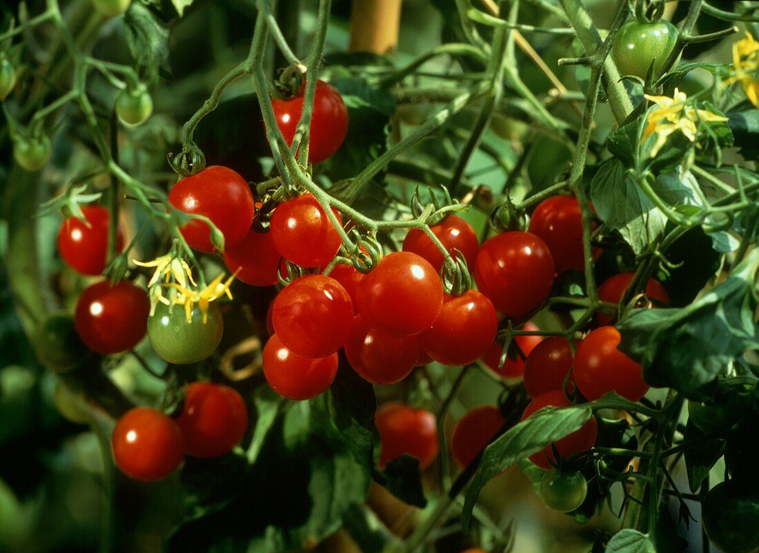 Tomaten am Strauch (Tomatensorte Phyra)