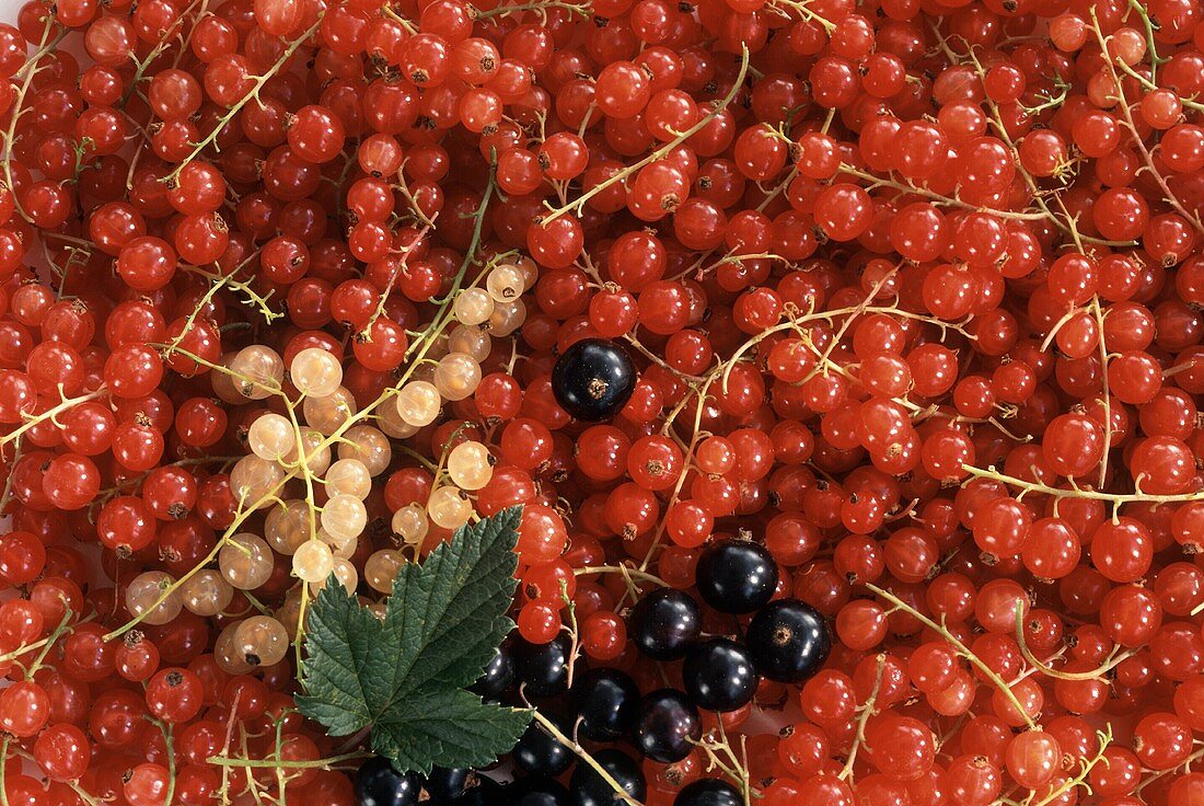 Rote, schwarze & weiße Johannisbeeren