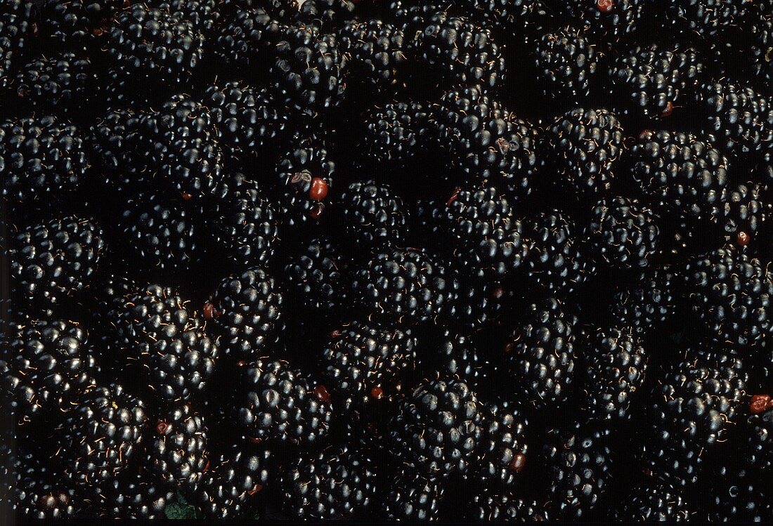 Several Blackberries