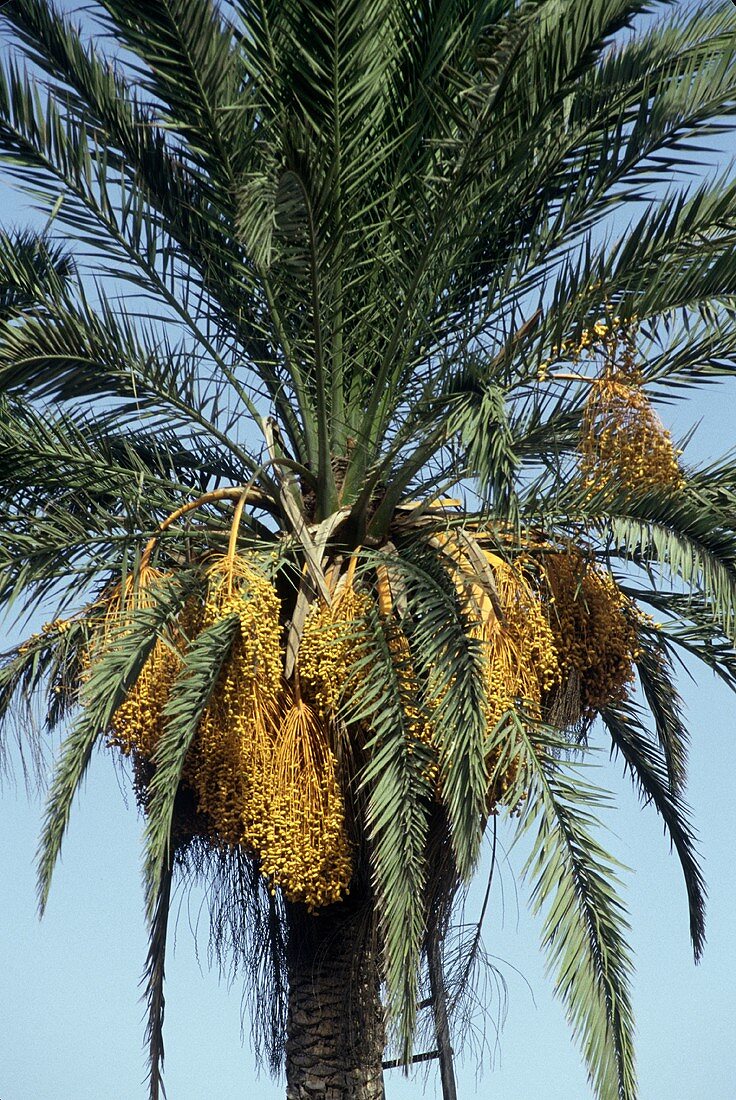 A flowering date palm