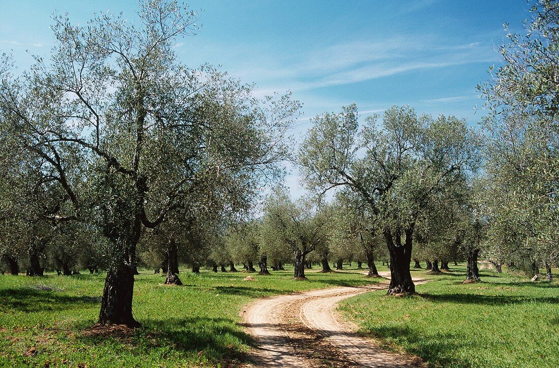 Viele Olivenbäume auf Wiese mit Weg