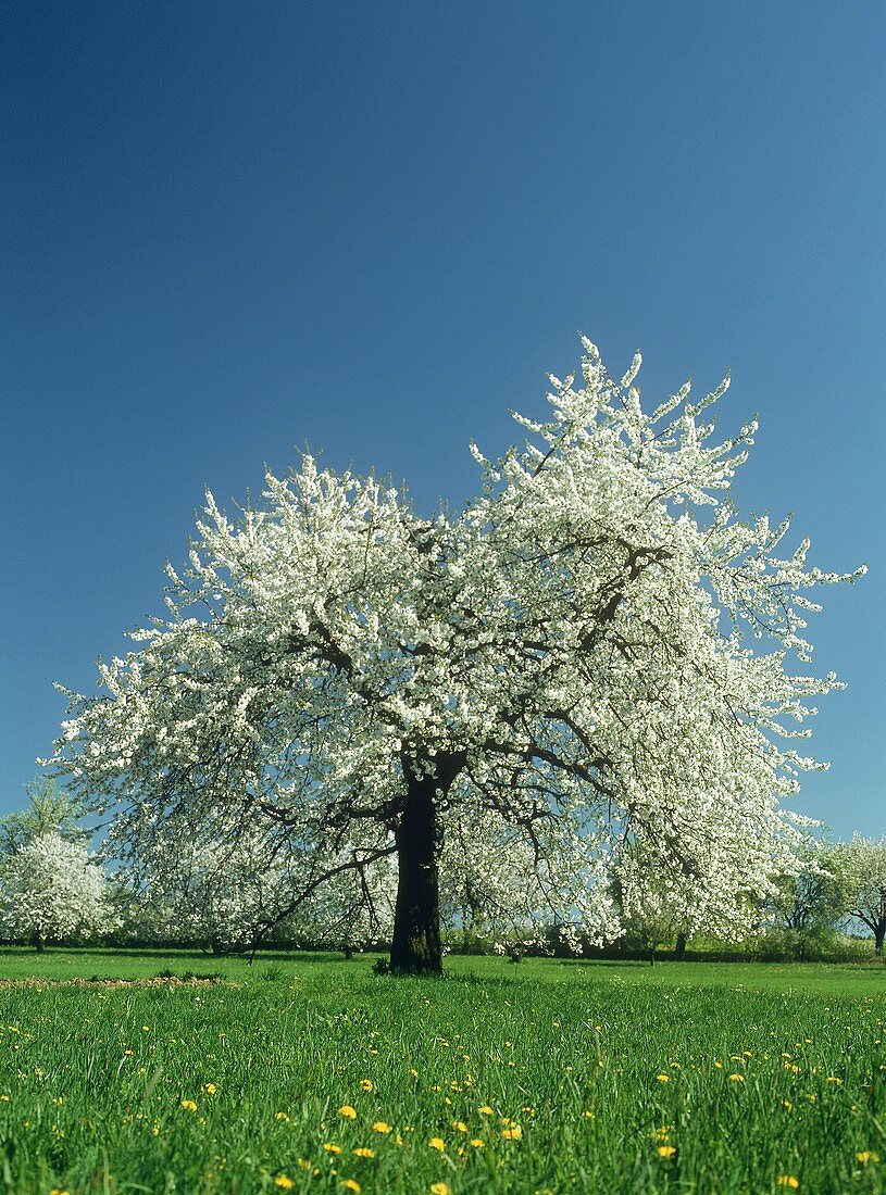 .A Single Apple Tree