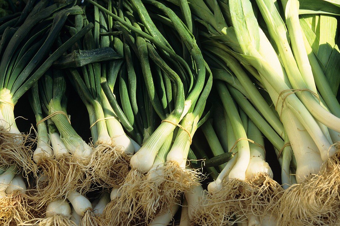 A bundle of fresh spring onions