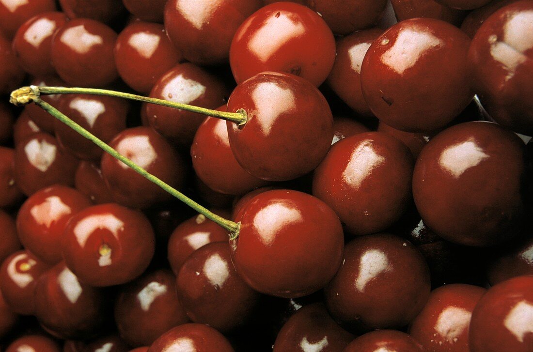 Many Red Cherries; Two Connected by the Stem