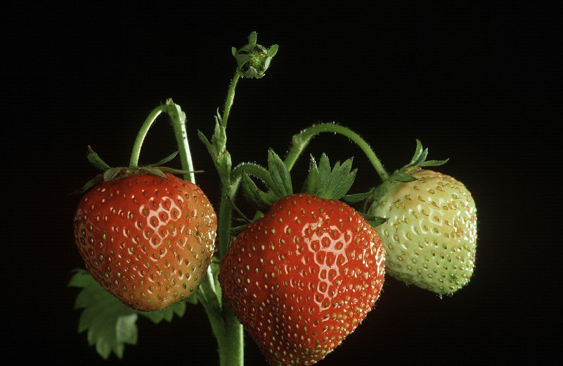 Erdbeeren verschiedener Reife an der Pflanze
