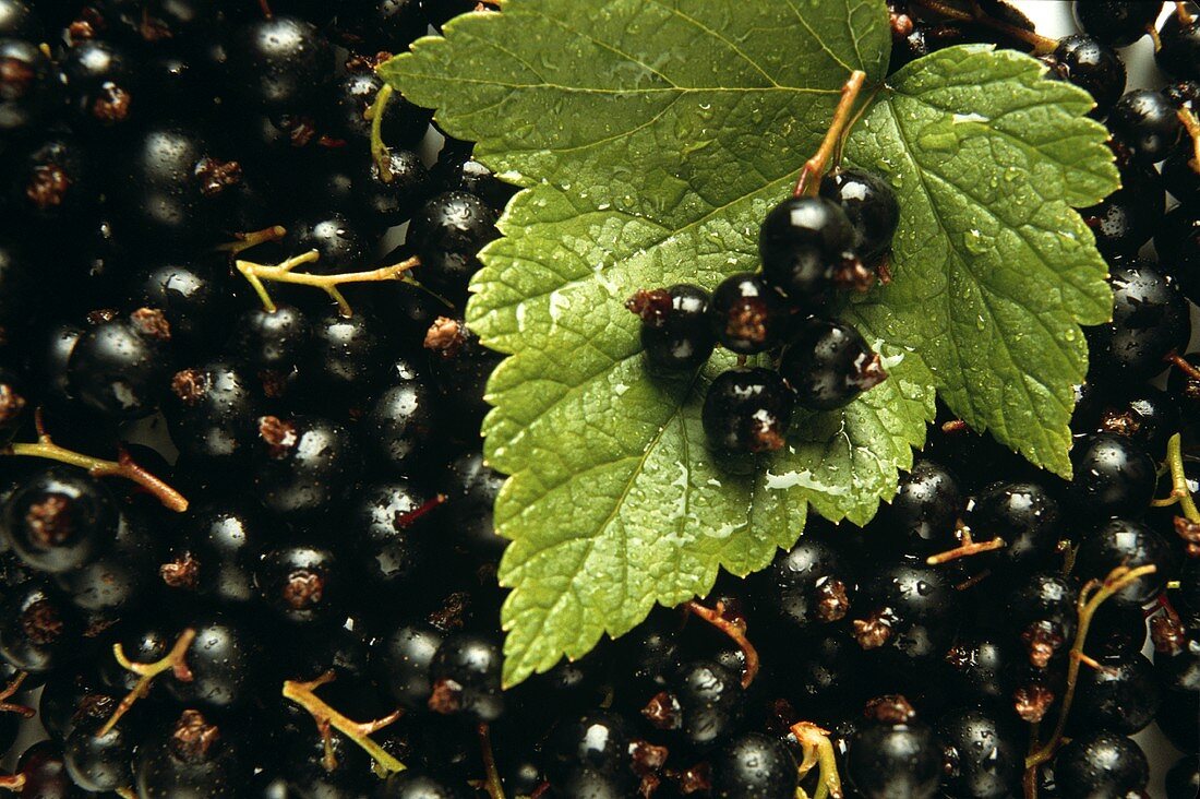 Many Black Currants with Leaf