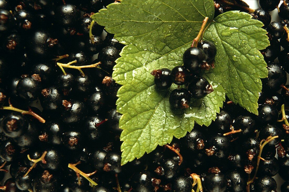 Schwarze Johannisbeeren, darauf ein Blatt mit einigen Beeren