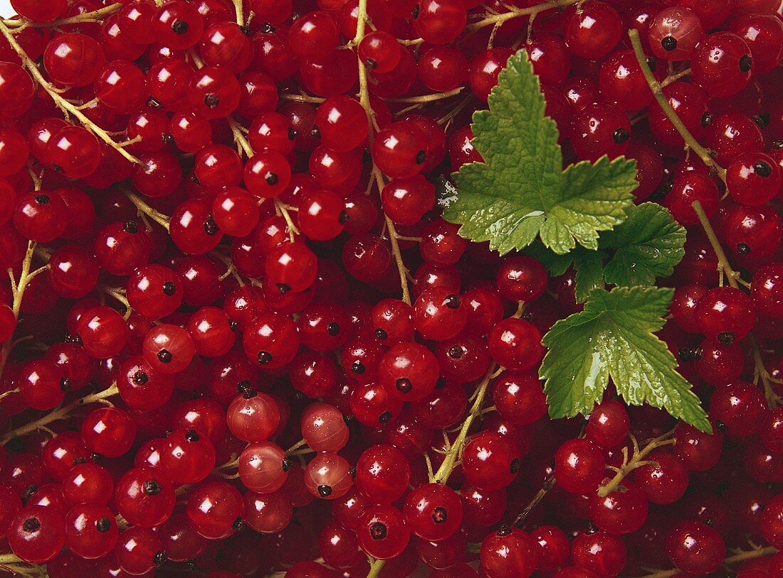 Red Currants