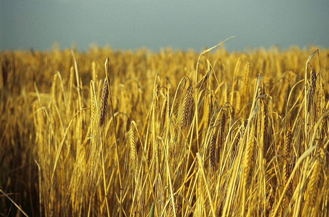 Field of barley with ears of barley in foreground