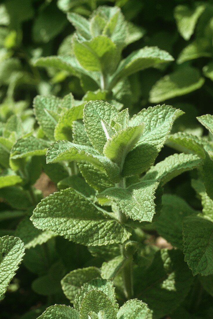 Mint in the Garden