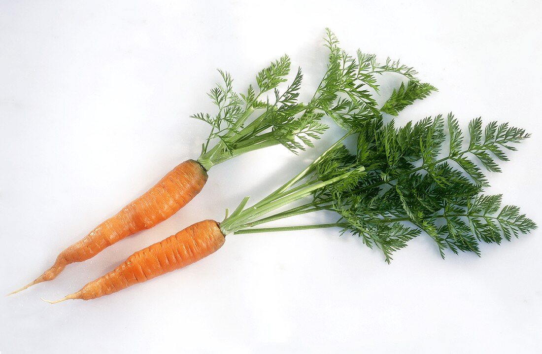 Two carrots with leaves