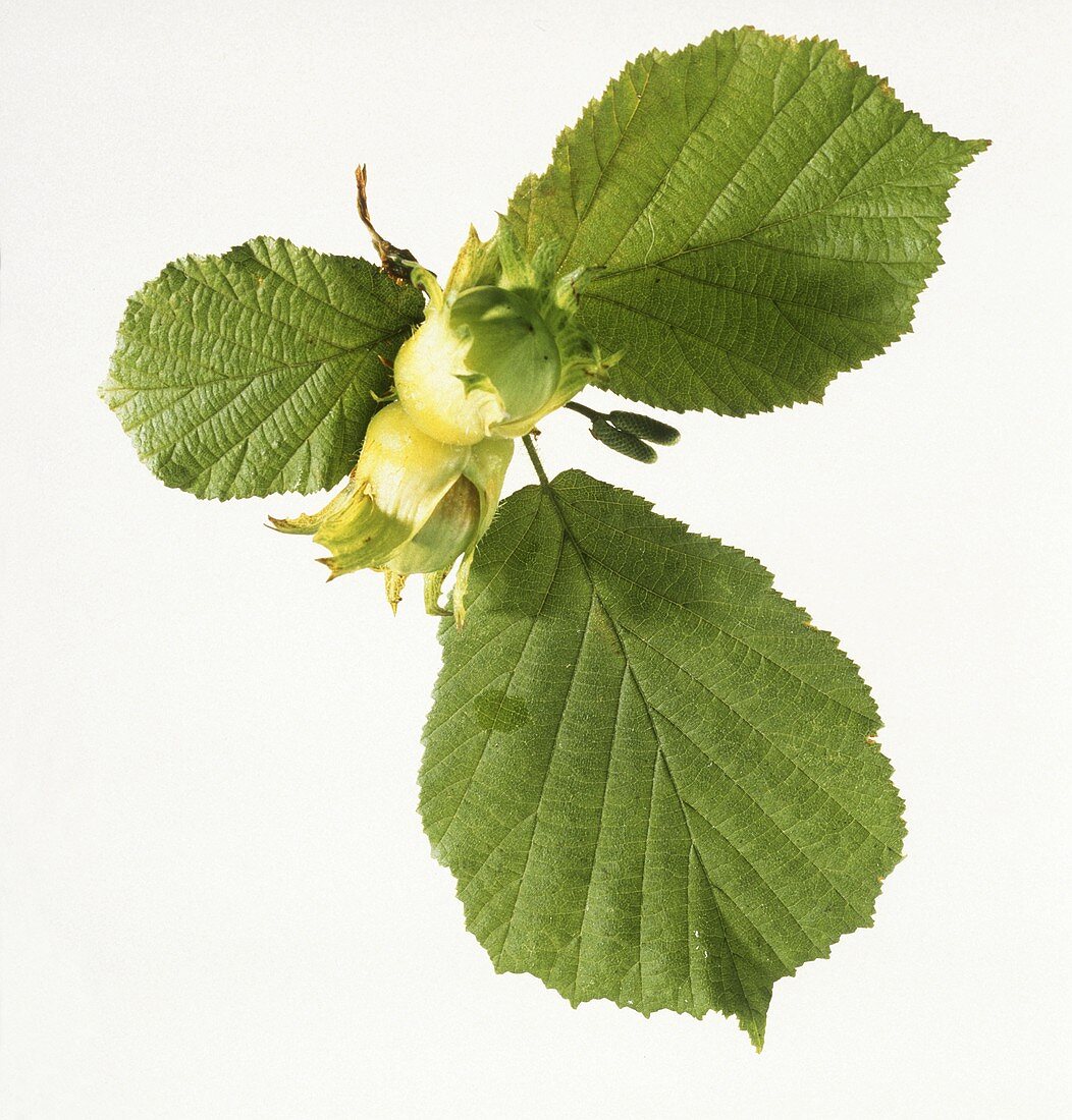 Unripe hazelnuts on a twig with leaves