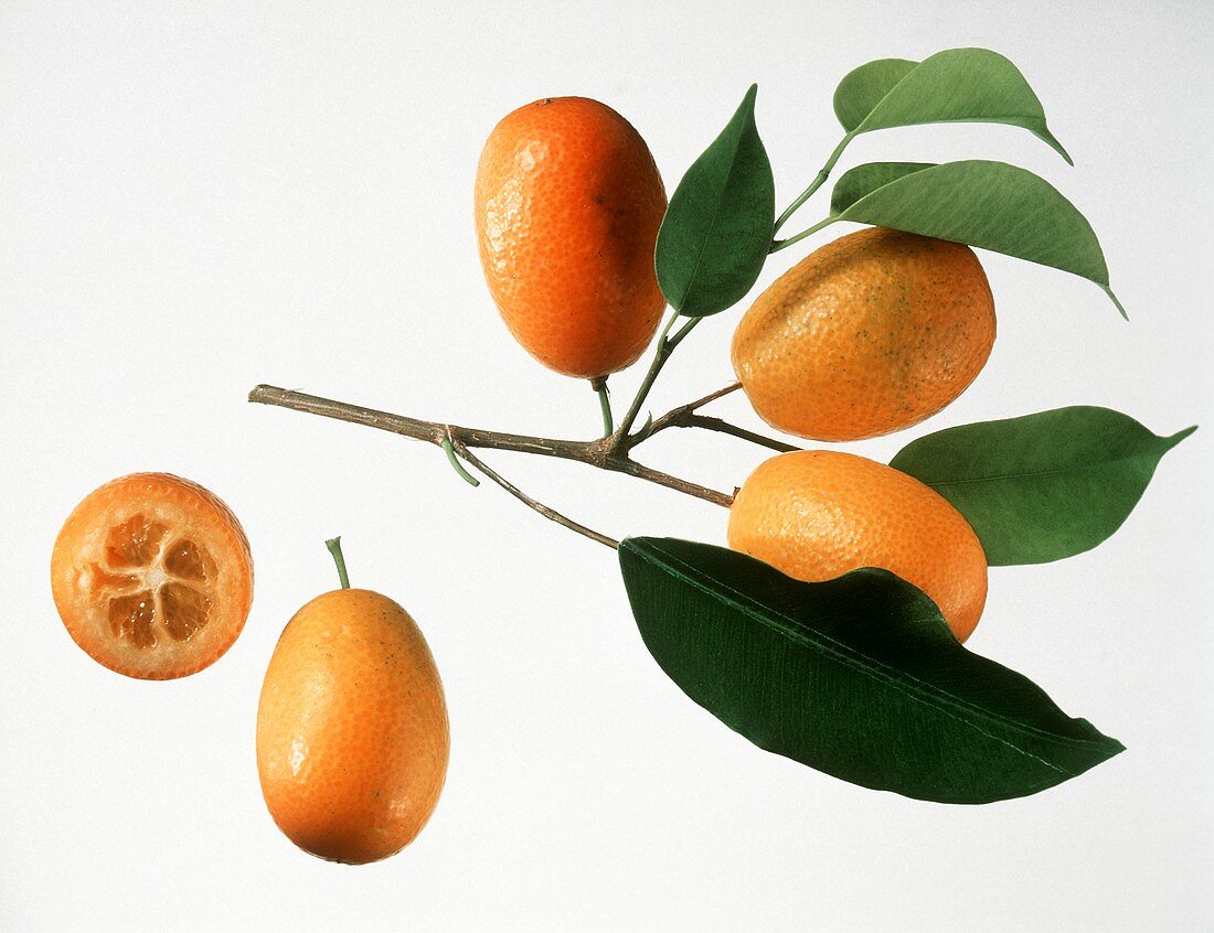 Drei Kumquats am Zweig, einzelne Kumquats & halbe Kumquat