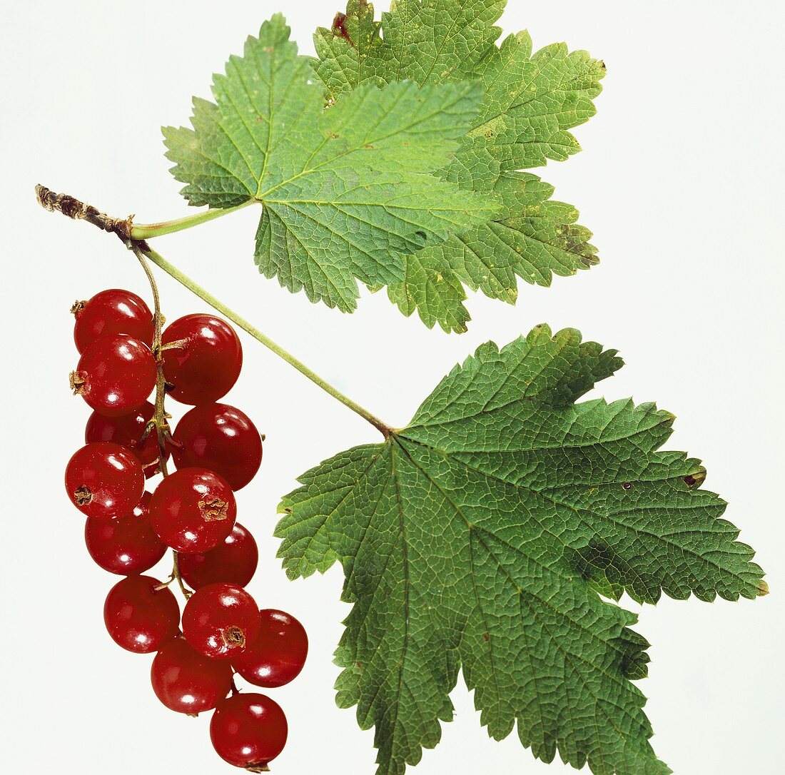 Red Currants