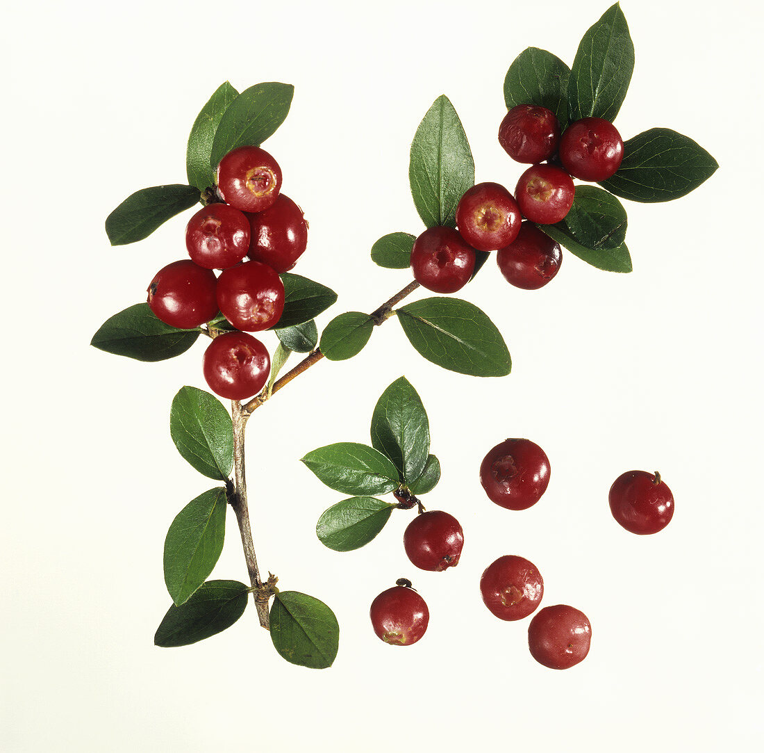 Cranberries on a twig & a few individual berries