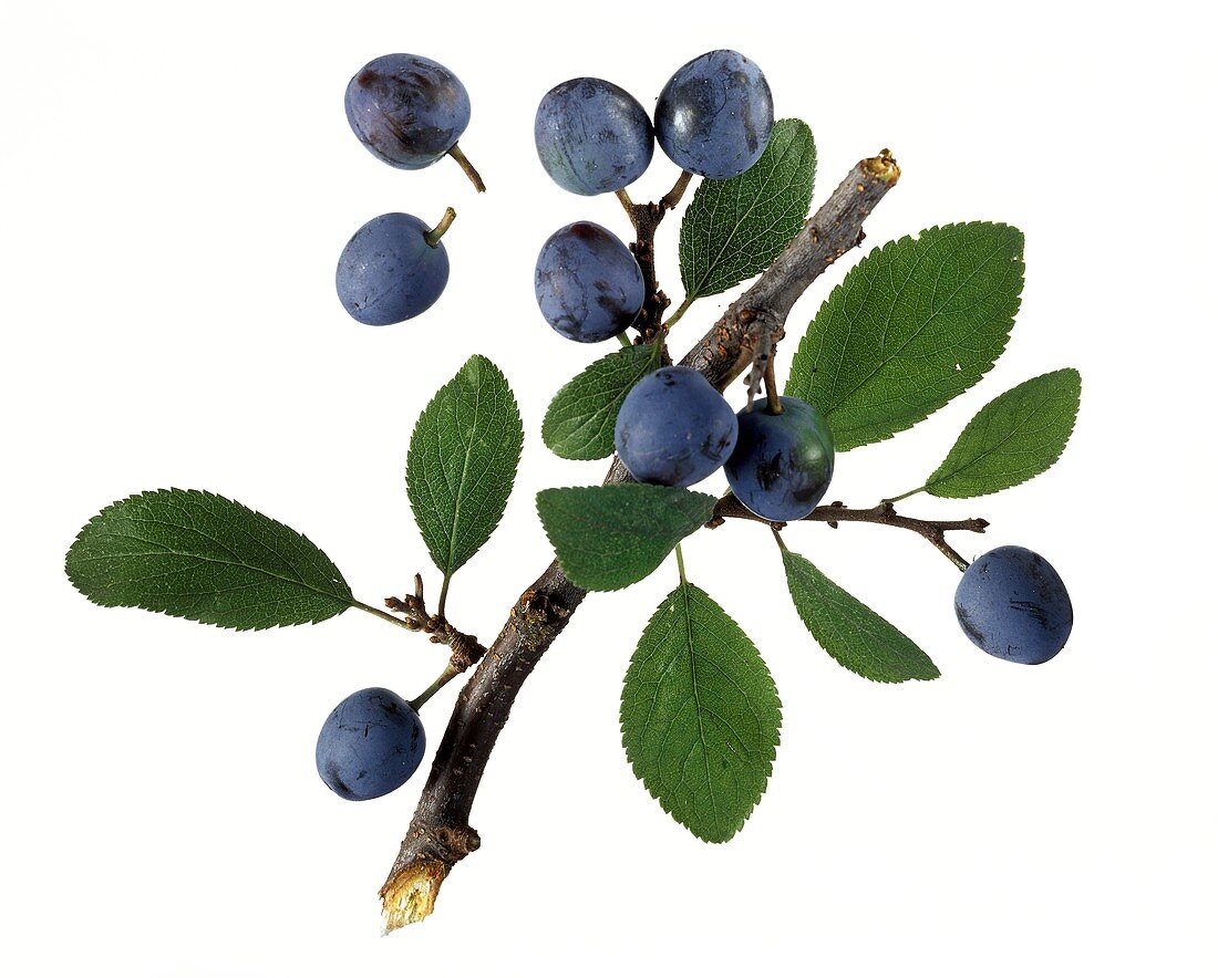 Sloes