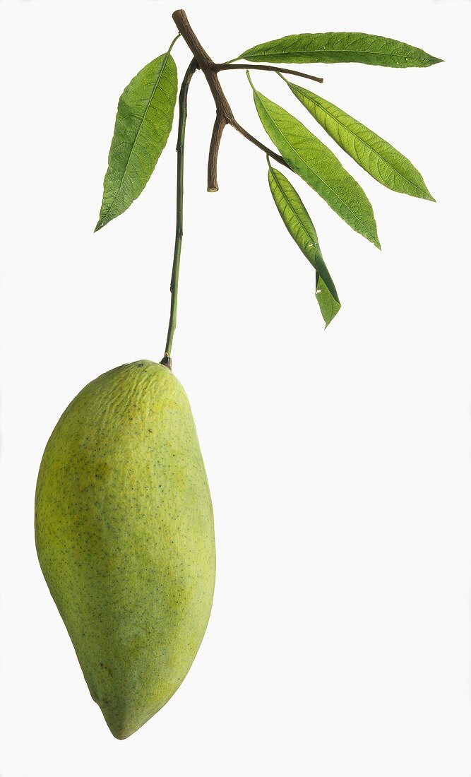 Eine grüne Mango am Zweig