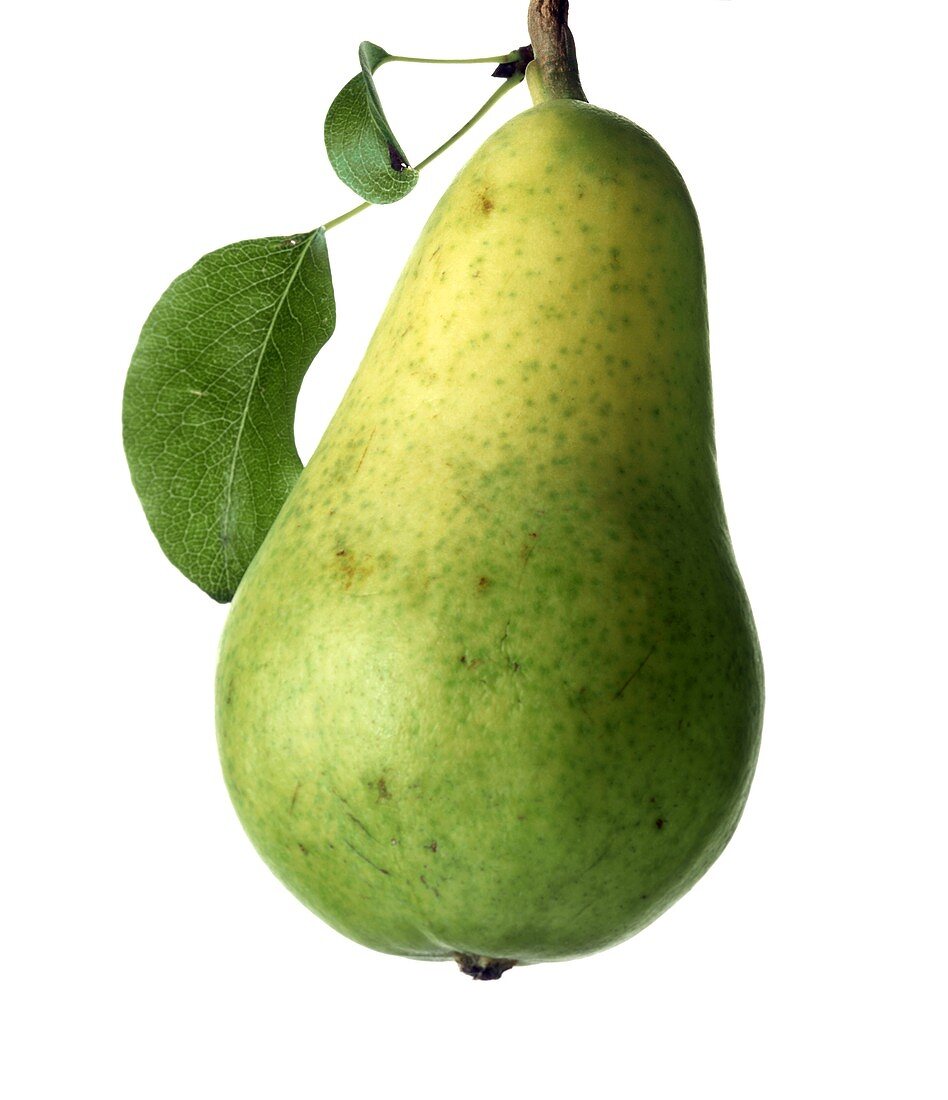A Single Pear