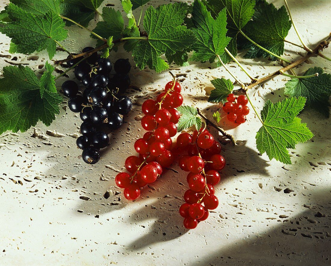 Red- and blackcurrants with branches