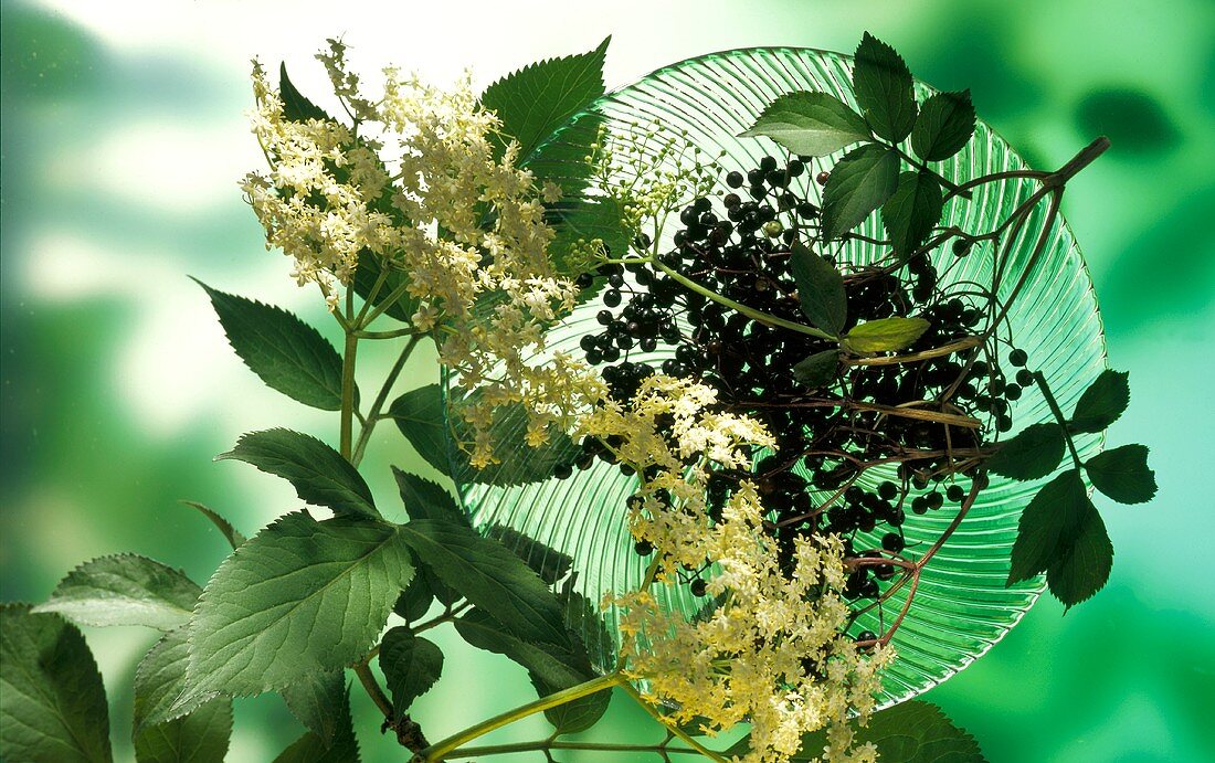 Still life with elderberries and flowers