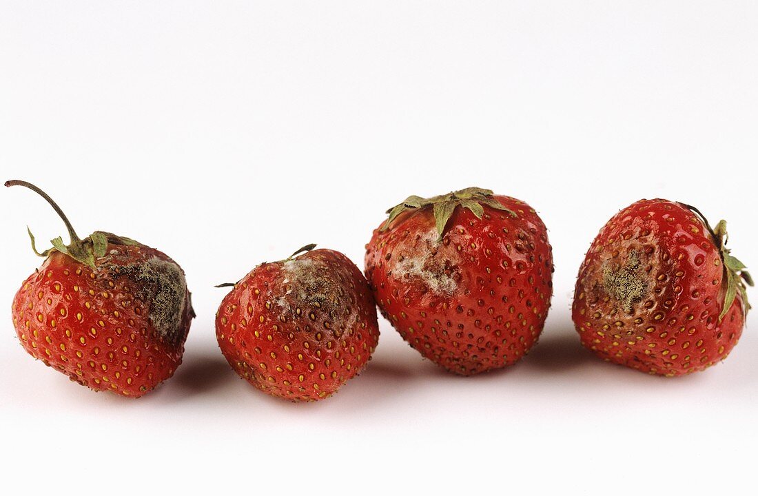 Vier verfaulte Erdbeeren