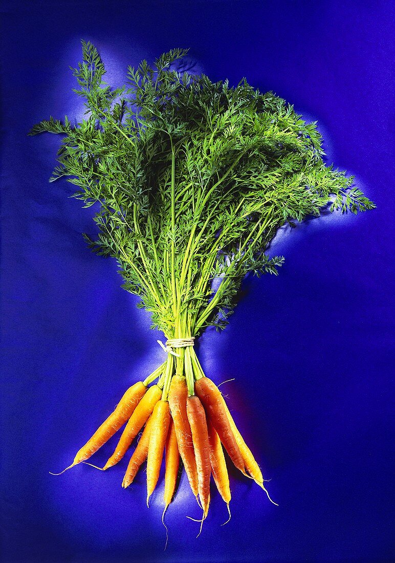 A large bunch of fresh carrots with tops