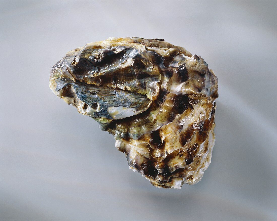 Eine geschlossene Auster