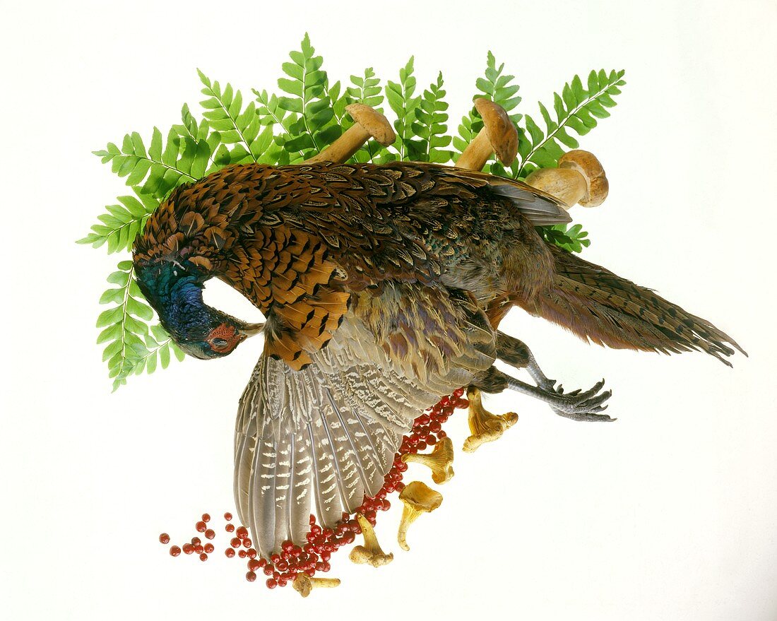 A Freshly Killed Pheasant