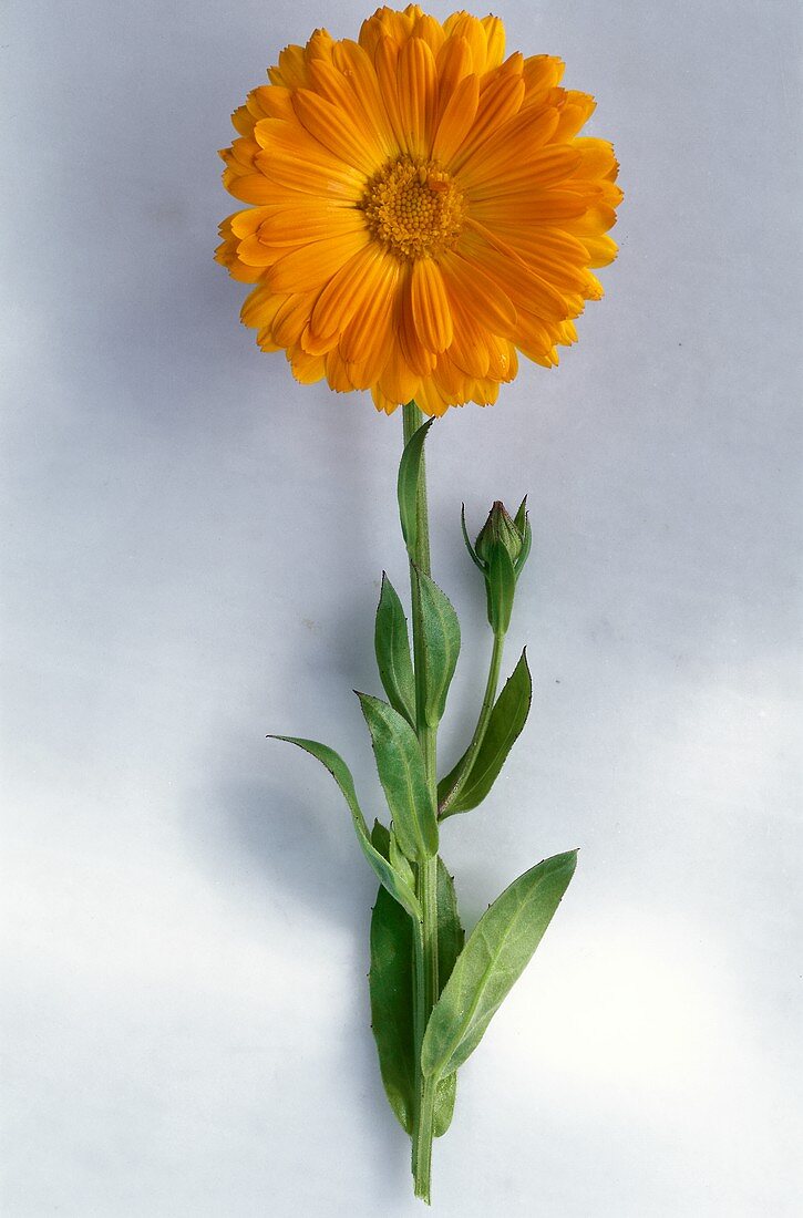 Eine Ringelblume (Calendula)