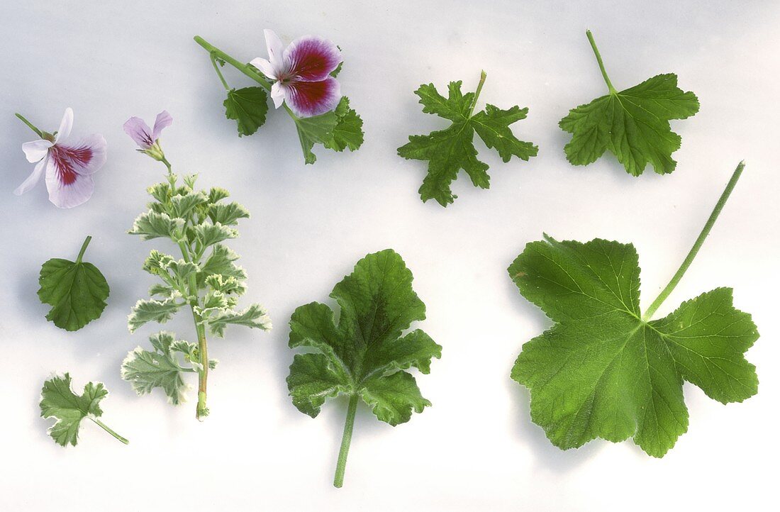 Duftgeranien (Pelargonium), verschiedene Blätter und Blüten